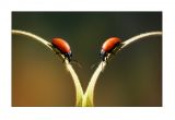 getwebimage.php?pid=100416&url=http%3A%2F%2Fi1332.photobucket.com%2Falbums%2Fw609%2Fdivil1%2FDSC00273a_zpsckabagb3.jpg