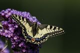 getwebimage.php?pid=101368&url=https%3A%2F%2Fc2.staticflickr.com%2F9%2F8782%2F27878728593_a7306f4e38_b.jpg