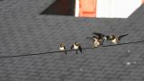 getwebimage.php?pid=101584&url=https%3A%2F%2Fc5.staticflickr.com%2F9%2F8191%2F28856943636_4296ac3acc_b.jpg