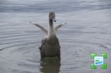 getwebimage.php?pid=11661&url=http%3A%2F%2Fwww.zimagez.com%2Fminiature%2Fpict9766.jpg