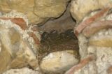 getwebimage.php?pid=11930&url=http%3A%2F%2Fwww.ams09.fr%2FPartage%2FDxD%2FPhotos%2FRQ01.JPG