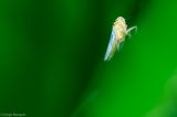 getwebimage.php?pid=12040&url=http%3A%2F%2Fi79.photobucket.com%2Falbums%2Fj132%2Fyoyo_666_yoyo%2FDSC01262-Edit2.jpg