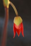 getwebimage.php?pid=1777&url=http%3A%2F%2Fimg.photobucket.com%2Falbums%2Fv221%2Fteutates%2Forchids%2F07_100_023_phragmipedum_besseae_WOF.jpg