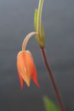 getwebimage.php?pid=1778&url=http%3A%2F%2Fimg.photobucket.com%2Falbums%2Fv221%2Fteutates%2Forchids%2F07_100_022_phragmipedum_besseae_WOF.jpg