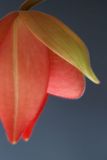 getwebimage.php?pid=1779&url=http%3A%2F%2Fimg.photobucket.com%2Falbums%2Fv221%2Fteutates%2Forchids%2F07_100_025_phragmipedum_besseae_WOF.jpg