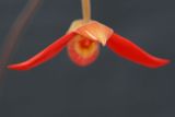 getwebimage.php?pid=1780&url=http%3A%2F%2Fimg.photobucket.com%2Falbums%2Fv221%2Fteutates%2Forchids%2F07_800_001_phragmipedum_besseae_WOF.jpg