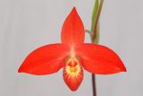 getwebimage.php?pid=1788&url=http%3A%2F%2Fimg.photobucket.com%2Falbums%2Fv221%2Fteutates%2Forchids%2F07_034_phragmipedum_besseae_WOF_DSC.jpg