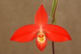 getwebimage.php?pid=1789&url=http%3A%2F%2Fimg.photobucket.com%2Falbums%2Fv221%2Fteutates%2Forchids%2F07_033_phragmipedum_besseae_WOF_DSC.jpg