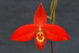 getwebimage.php?pid=1790&url=http%3A%2F%2Fimg.photobucket.com%2Falbums%2Fv221%2Fteutates%2Forchids%2F07_031_phragmipedum_besseae_WOF_-1.jpg