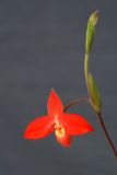 getwebimage.php?pid=1793&url=http%3A%2F%2Fimg.photobucket.com%2Falbums%2Fv221%2Fteutates%2Forchids%2F07_029_phragmipedum_besseae_WOF_DSC.jpg