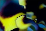 getwebimage.php?pid=2164&url=http%3A%2F%2Fi10.servimg.com%2Fu%2Ff10%2F11%2F04%2F31%2F48%2Fpensee10.jpg