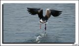 getwebimage.php?pid=2351&url=http%3A%2F%2Fi12.servimg.com%2Fu%2Ff12%2F09%2F01%2F37%2F93%2Fpict4212.jpg