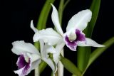 getwebimage.php?pid=2665&url=http%3A%2F%2Fimg.photobucket.com%2Falbums%2Fv221%2Fteutates%2Forchids%2F07_05_A100_Laelia_purpurata_ao_01.jpg