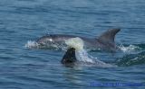 getwebimage.php?pid=3649&url=http%3A%2F%2Fi45.photobucket.com%2Falbums%2Ff77%2Ftimoune12%2FDSC01711.jpg
