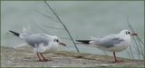 getwebimage.php?pid=5769&url=http%3A%2F%2Fi24.servimg.com%2Fu%2Ff24%2F11%2F04%2F31%2F48%2Fa700ds15.jpg