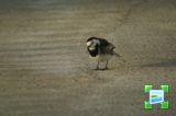 getwebimage.php?pid=5774&url=http%3A%2F%2Fwww.zimagez.com%2Fminiature%2F17decembre2007bergeronette7.jpg