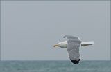 getwebimage.php?pid=6131&url=http%3A%2F%2Fi28.servimg.com%2Fu%2Ff28%2F11%2F04%2F31%2F48%2F20080110.jpg
