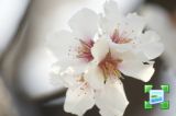getwebimage.php?pid=7168&url=http%3A%2F%2Fwww.zimagez.com%2Fminiature%2Fdsc019165.jpg