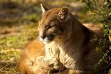 getwebimage.php?pid=7184&url=http%3A%2F%2Fmickeylemotard4.free.fr%2F2008-02-14%2520Parc%2520des%2520felins%2Fparcdesfelins2.JPG