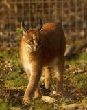 getwebimage.php?pid=7189&url=http%3A%2F%2Fmickeylemotard4.free.fr%2F2008-02-14%2520Parc%2520des%2520felins%2Fparcdesfelins14.JPG