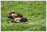 getwebimage.php?pid=80&url=http%3A%2F%2Fthamurth.free.fr%2F%2F2005%2Fphotos%2Foiseau4.jpg