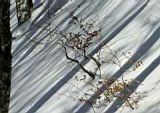 getwebimage.php?pid=8385&url=http%3A%2F%2Fc.montculier.free.fr%2FPhotos%2F2008_03_23-Pavin%2FTN_Pavin_10.JPG