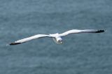 getwebimage.php?pid=8943&url=http%3A%2F%2Fzackouilleandco.chez-alice.fr%2FOiseaux_img%2FDSC03562.jpg