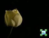 getwebimage.php?pid=9034&url=http%3A%2F%2Fwww.zimagez.com%2Fminiature%2Ftulipe1cr800.jpg
