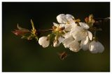 getwebimage.php?pid=92748&url=http%3A%2F%2Fimg15.hostingpics.net%2Fpics%2F638788printemps.jpg