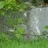 getwebimage.php?pid=9528&url=http%3A%2F%2Fwww.zimagez.com%2Favatar%2Fdsc02956a.jpg