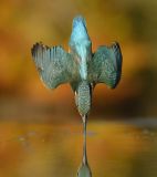 getwebimage.php?pid=98243&url=http%3A%2F%2Fstatic.boredpanda.com%2Fblog%2Fwp-content%2Fuploads%2F2015%2F11%2Fperfect-kingfisher-dive-photo-wildlife-photography-alan-mcfayden-coverimage.jpg
