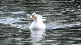 getwebimage.php?pid=98816&url=https%3A%2F%2Ffarm2.staticflickr.com%2F1571%2F23754294044_1f29d376fb_c.jpg