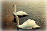 getwebimage.php?pid=98848&url=https%3A%2F%2Ffarm2.staticflickr.com%2F1679%2F24420224386_fbc2f070d9_b.jpg