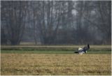 getwebimage.php?pid=98931&url=http%3A%2F%2Fimg11.hostingpics.net%2Fpics%2F778070101A6291.jpg