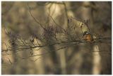 getwebimage.php?pid=98934&url=http%3A%2F%2Fimg15.hostingpics.net%2Fpics%2F486347101A6311.jpg