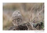 getwebimage.php?pid=98975&url=http%3A%2F%2Fjerome-watel.fr%2Fgalerie%2Fj-w-hibou-des-marais-2016-4.jpg