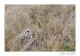 getwebimage.php?pid=98976&url=http%3A%2F%2Fjerome-watel.fr%2Fgalerie%2Fj-w-hibou-des-marais-2016-5.jpg