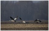 getwebimage.php?pid=98985&url=http%3A%2F%2Fimg15.hostingpics.net%2Fpics%2F861980101A6245.jpg