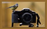 getwebimage.php?pid=99043&url=http%3A%2F%2Fi79.servimg.com%2Fu%2Ff79%2F11%2F09%2F13%2F63%2Felle_d11.jpg