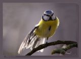 getwebimage.php?pid=99044&url=http%3A%2F%2Fi39.servimg.com%2Fu%2Ff39%2F11%2F09%2F13%2F63%2Fmasang10.jpg