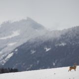 getwebimage.php?pid=99281&url=https%3A%2F%2Ffarm2.staticflickr.com%2F1566%2F25123093166_f625ff0fc3_o.jpg