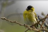 getwebimage.php?pid=99377&url=https%3A%2F%2Ffarm2.staticflickr.com%2F1676%2F25232441356_d6c3c5b211_b.jpg