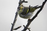 getwebimage.php?pid=99378&url=https%3A%2F%2Ffarm2.staticflickr.com%2F1549%2F25235349716_d347ba27ea_b.jpg