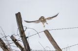 getwebimage.php?pid=99472&url=https%3A%2F%2Ffarm2.staticflickr.com%2F1696%2F25386588886_1c6b345297_o.jpg