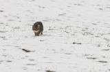 getwebimage.php?pid=99526&url=https%3A%2F%2Ffarm2.staticflickr.com%2F1693%2F25319765071_1c945d20b3_b.jpg