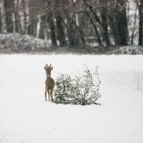getwebimage.php?pid=99530&url=https%3A%2F%2Ffarm2.staticflickr.com%2F1626%2F25412748075_db23f312a0_c.jpg