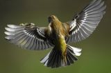 getwebimage.php?pid=99562&url=https%3A%2F%2Ffarm2.staticflickr.com%2F1492%2F24965662203_446613ddf0_b.jpg