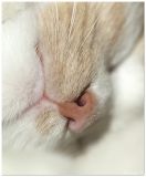 getwebimage.php?pid=99578&url=http%3A%2F%2Fimg4.hostingpics.net%2Fpics%2F389514truffe.jpg
