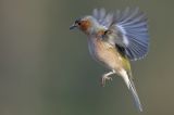 getwebimage.php?pid=99600&url=https%3A%2F%2Ffarm2.staticflickr.com%2F1641%2F25403885650_c95f8eaedf_b.jpg