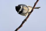getwebimage.php?pid=99653&url=https%3A%2F%2Ffarm2.staticflickr.com%2F1490%2F25468959050_47907a330a_b.jpg
